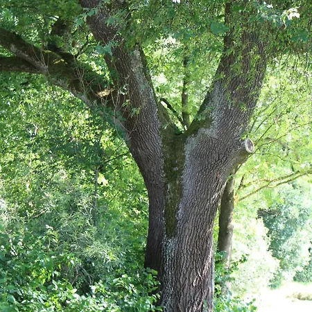 Am Walnussbaum