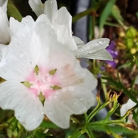 Am Walnussbaum * Dießen am Ammersee