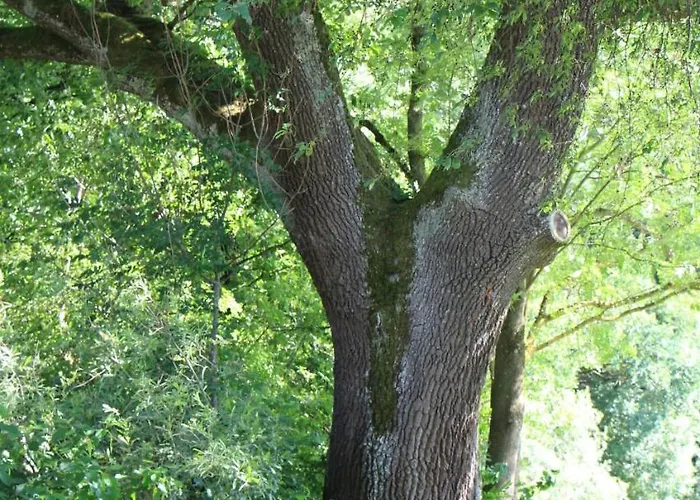 Am Walnussbaum