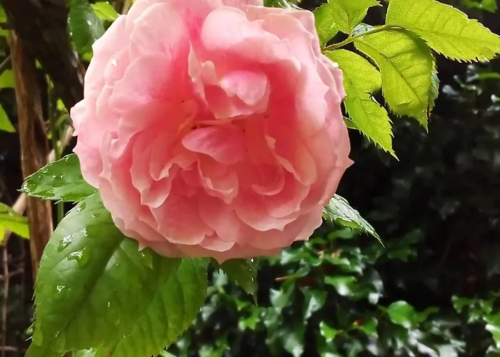 Am Walnussbaum דירה Dießen am Ammersee